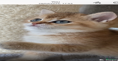 British Shorthair cats in Derby - Advert 15