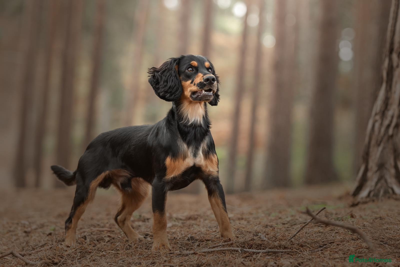 Cocker Spaniel dogs Health Tested KC Working Cocker Spaniel Stud - Advert 2