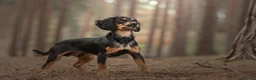 Cocker Spaniel dogs for stud: Health Tested KC Working Cocker Spaniel Stud - Advert 2
