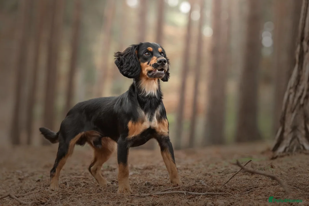 Cocker Spaniel dogs for stud: Health Tested KC Working Cocker Spaniel Stud - Advert 2