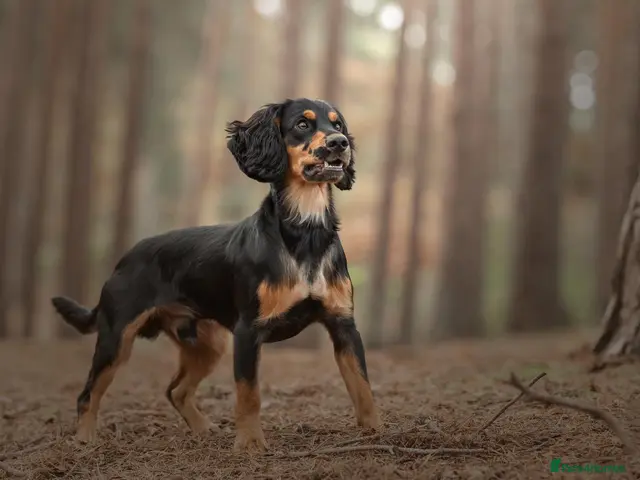 Cocker Spaniel dogs for stud: Health Tested KC Working Cocker Spaniel Stud - Advert 2