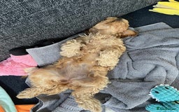 Cockapoo dogs for sale: Cockapoo female - Image 8