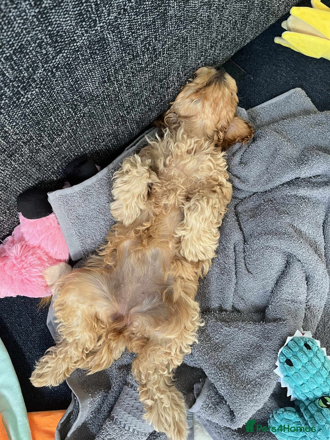 Cockapoo dogs for sale: Cockapoo female - Image 8