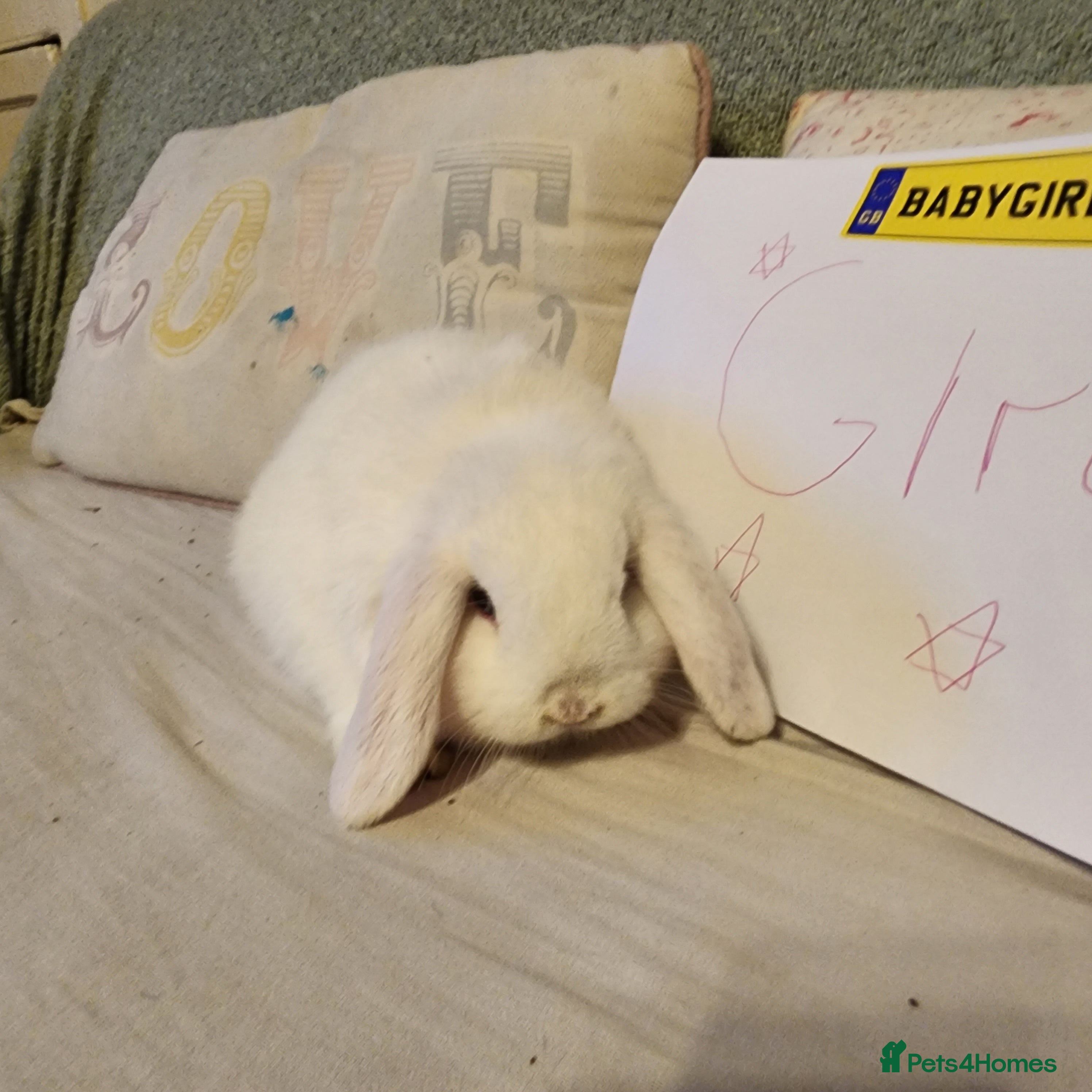 Mini Lop rabbits Stunning Mini Lops from Keeper's Mini Lops  - Advert 15