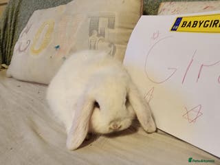 Mini Lop rabbits Stunning Mini Lops from Keeper's Mini Lops - Advert 20