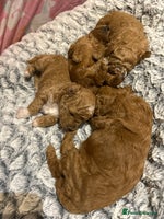 Toy Poodle dogs - Advert 5