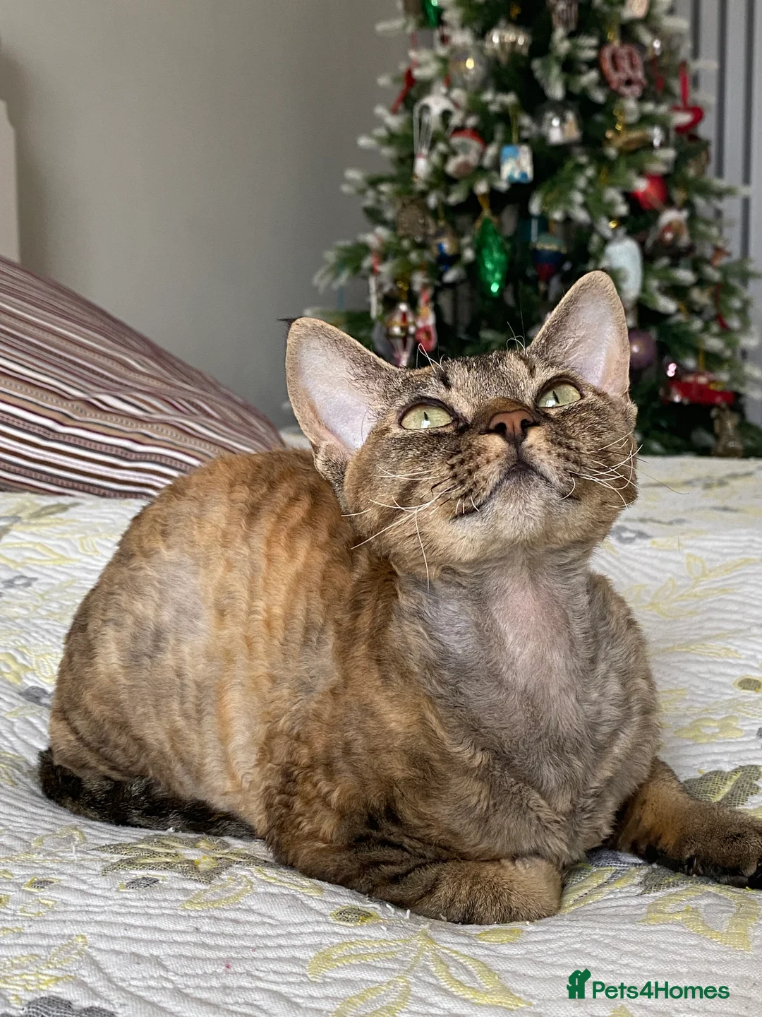 Devon Rex cats for sale: Devon  in London - Advert 17