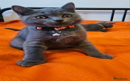 British Shorthair cats for sale: British Shorthair  - Image 11
