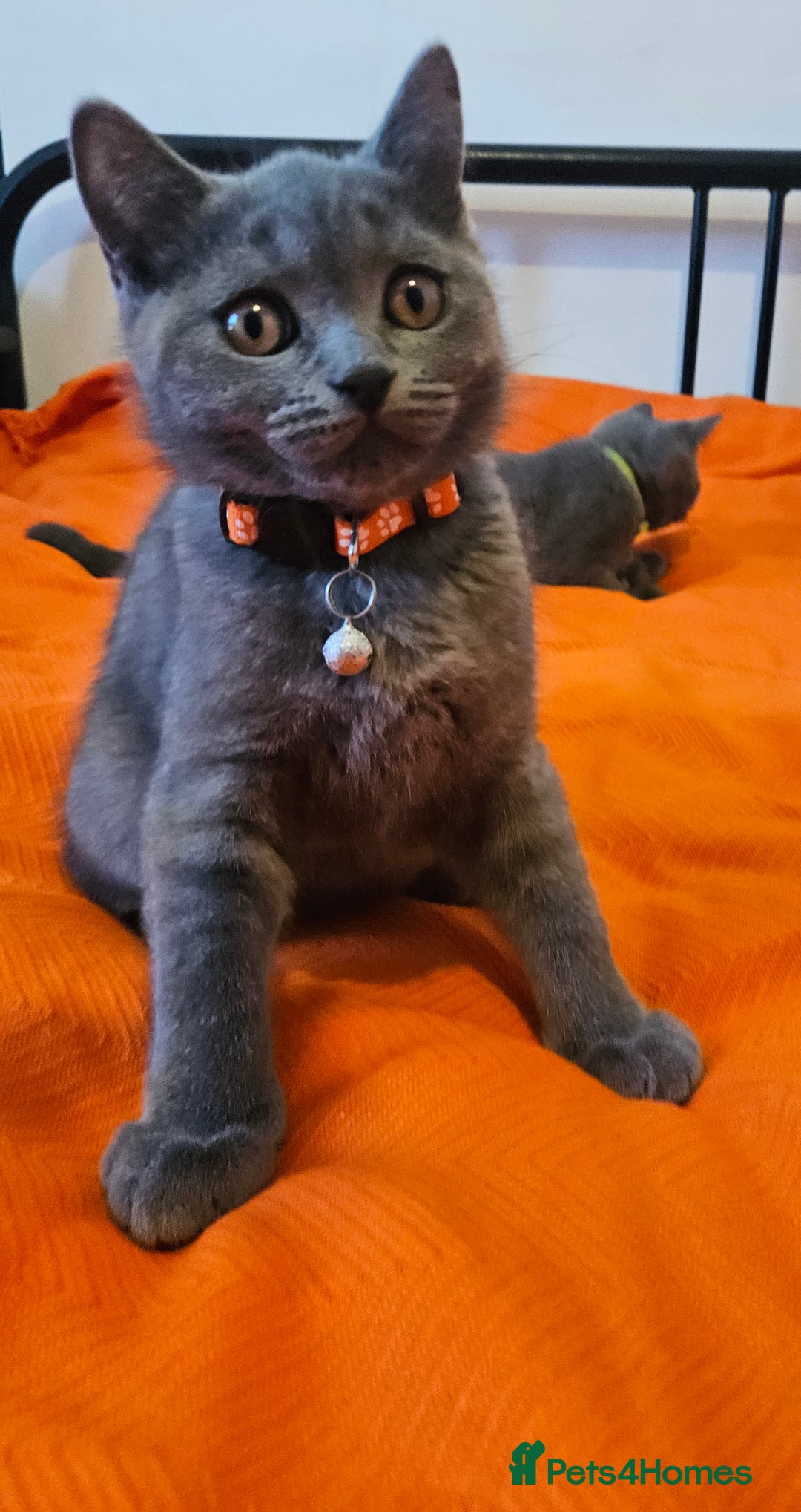 British Shorthair cats for sale: British Shorthair  - Image 11
