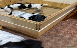 Sprocker dogs for sale: sprocket puppies  - Image 6
