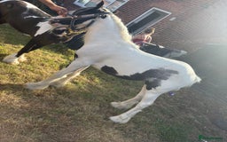 Irish Cob horses for sale: Buddy - Image 7