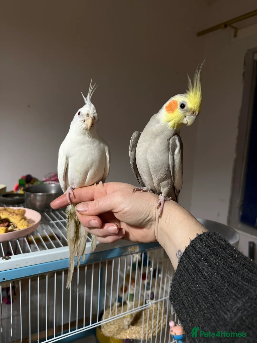 Cockatiels birds Cockatiels very tame £300 a pair with cage  - Advert 19