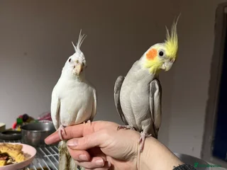 Cockatiels birds Cockatiels very tame £300 a pair with cage - Advert 8