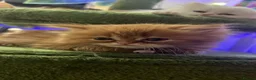 Persian cats for sale: 🌾 EXOTIC DOLL FACE PERSIAN Kittens - Advert 17
