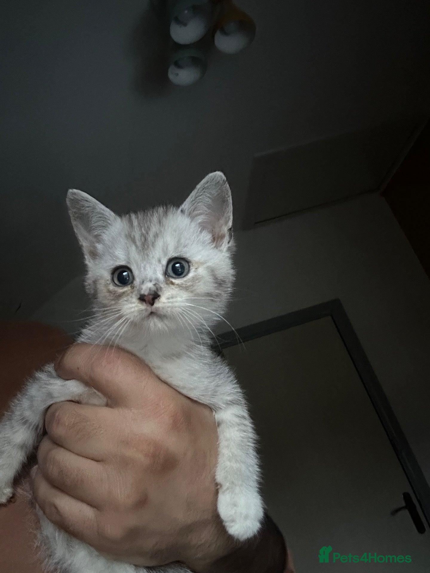 British Shorthair cats Silver shaded british shorthair kittens  - Advert 1