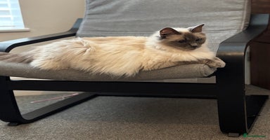 Ragdoll cats - Advert 6