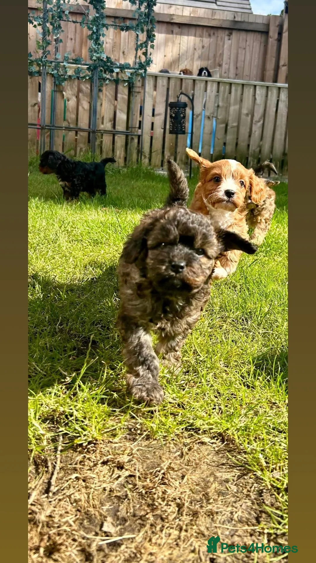 Gallery Image {{count}}