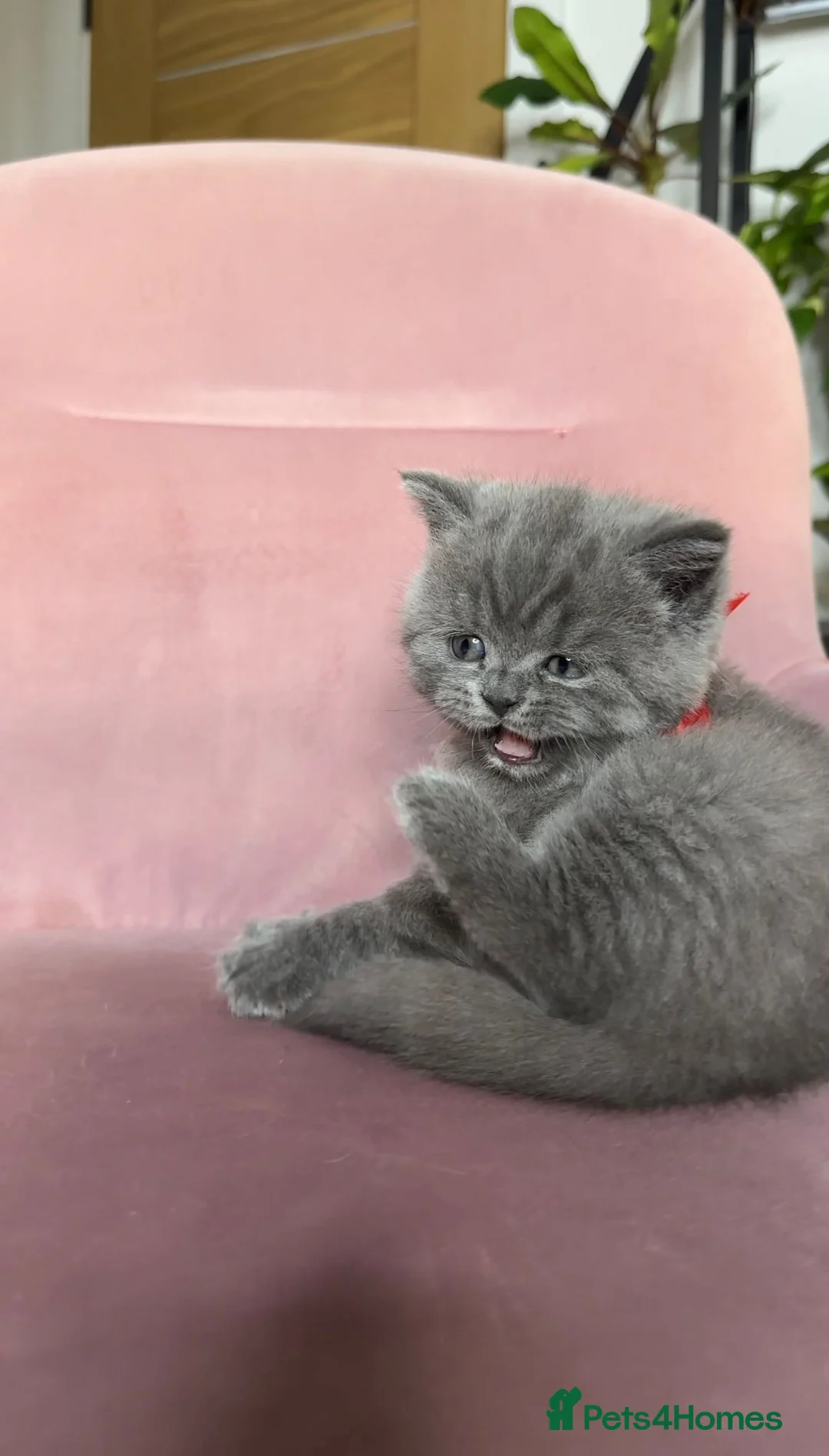 British Shorthair cats for sale: Adorable British Shorthair Kittens for Sale in Lincoln - Advert 35