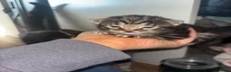 Mixed Breed cats for sale: 5 beautiful Tabby’s mixed breed  in Manchester - Advert 5