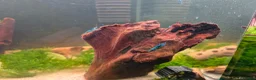 Shrimps fish for sale: Blue Neocaridina Cherry Shrimp - Advert 1