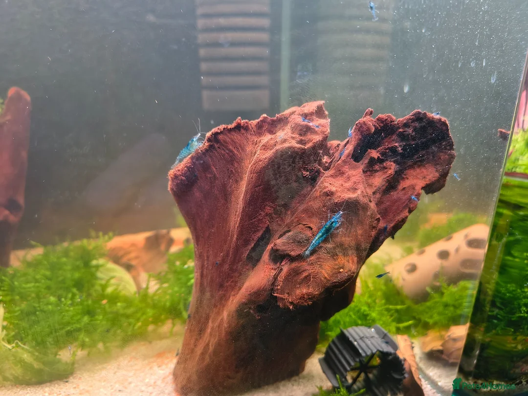 Shrimps fish for sale: Blue Neocaridina Cherry Shrimp - Advert 1
