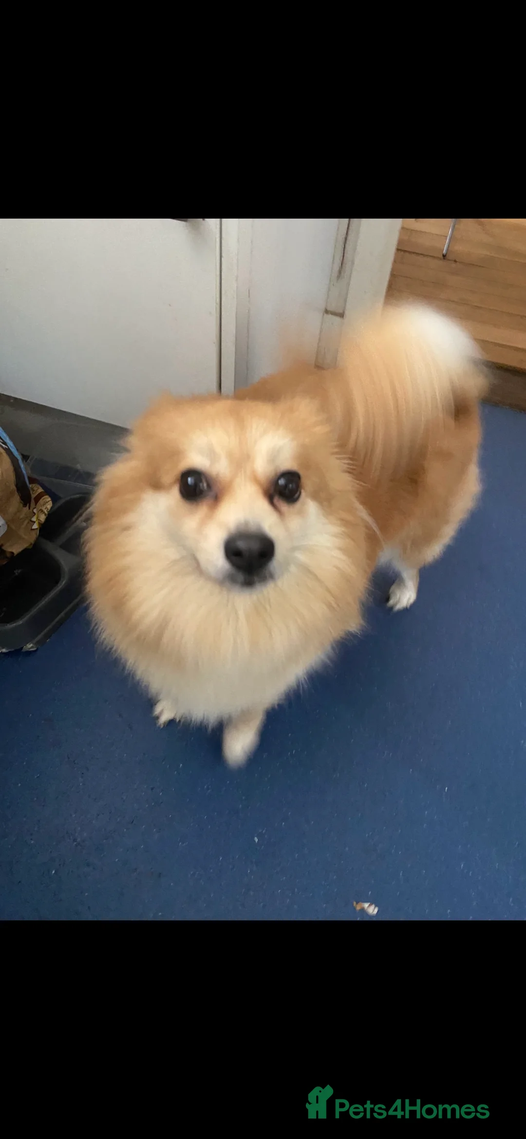 Mixed Breed dogs for sale: Pom X Spitz - Advert 2