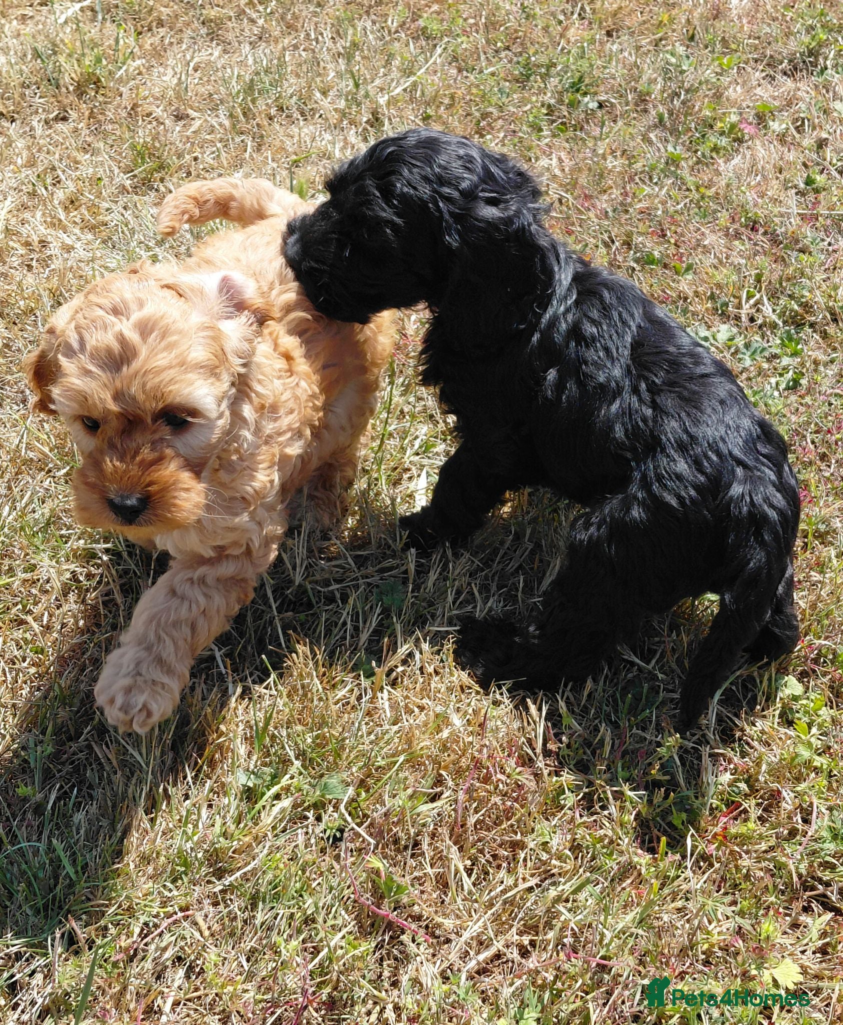 Cockapoo dogs Fluffy Cockalier-a-Poo Puppies – Ready Soon! - Advert 1