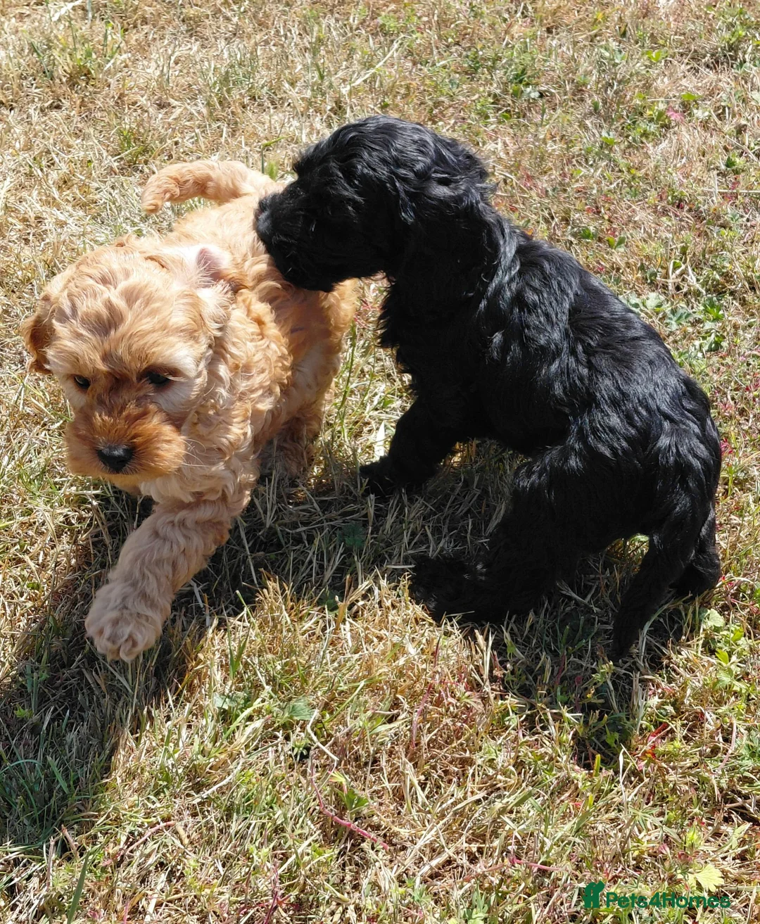 Cockapoo dogs for sale: Fluffy Cockalier-a-Poo Puppies – Ready Soon! - Advert 2