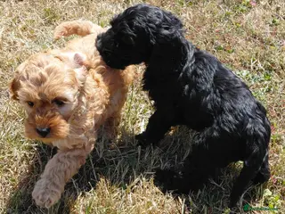Cockapoo dogs Fluffy Cockalier-a-Poo Puppies – Ready Soon! - Advert 1