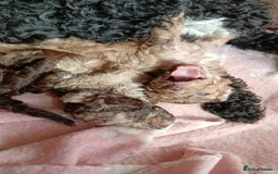 Toy Poodle dogs for sale: Gorgeous Minature Toy Poodles  - Image 3