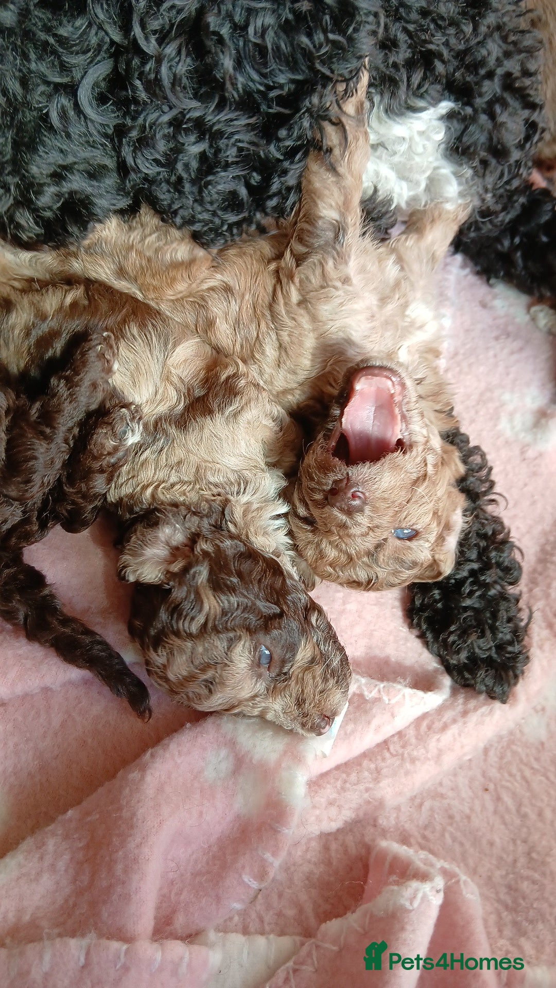 Toy Poodle dogs for sale: Gorgeous Minature Toy Poodles  - Image 3