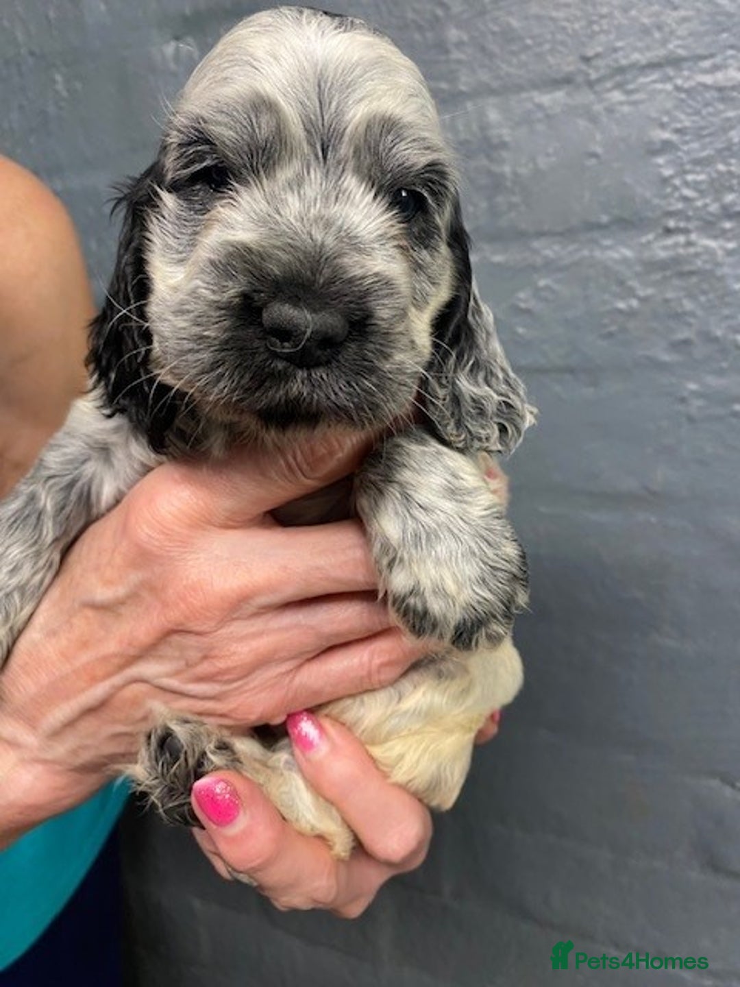 Cocker Spaniel dogs for sale: Cocker Spaniel Puppies For Sale  - Image 8