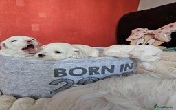 Bichon Frise dogs for sale: 6 bichon maltes - Image 7