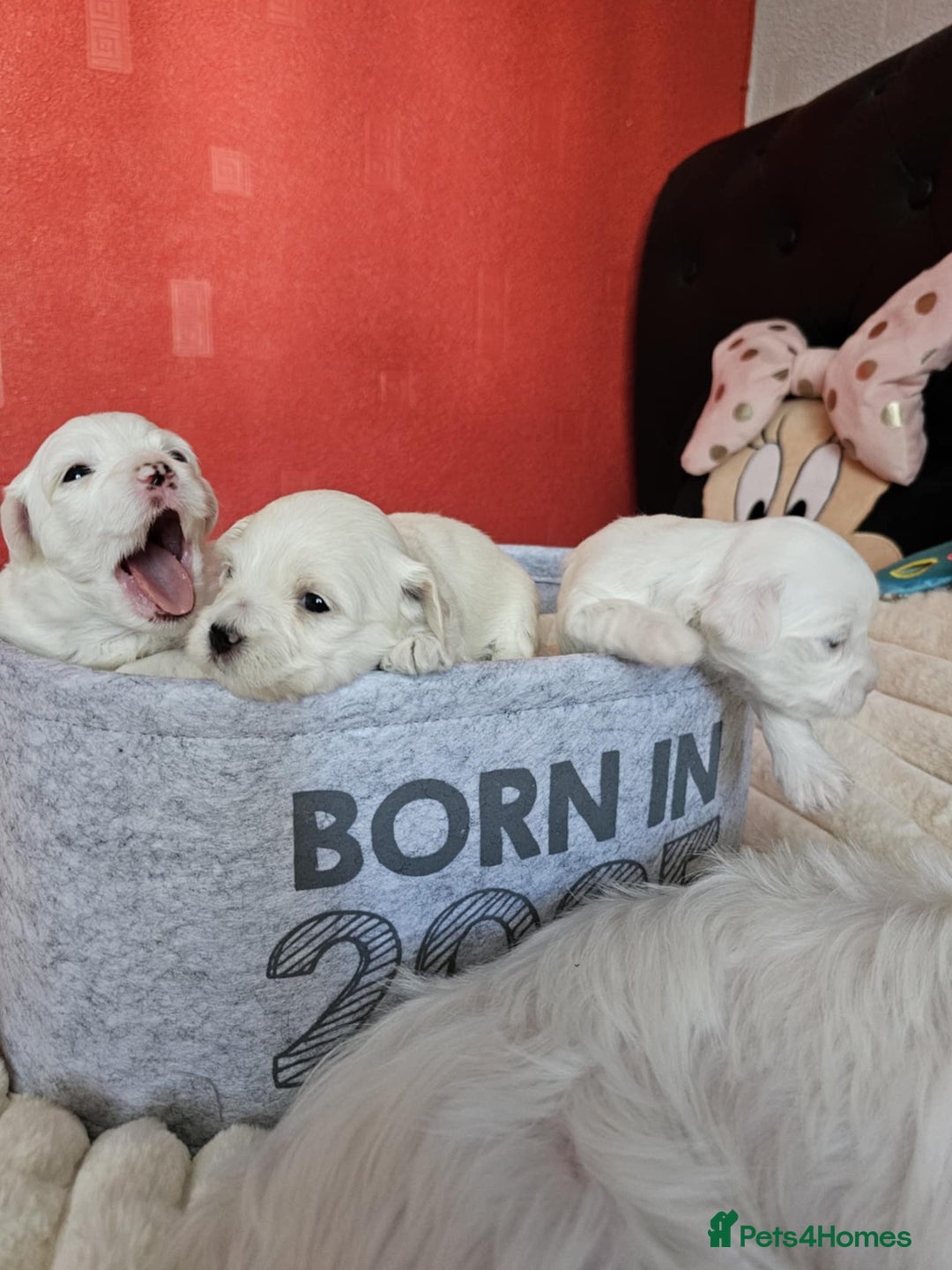 Bichon Frise dogs for sale: 6 bichon maltes - Image 7