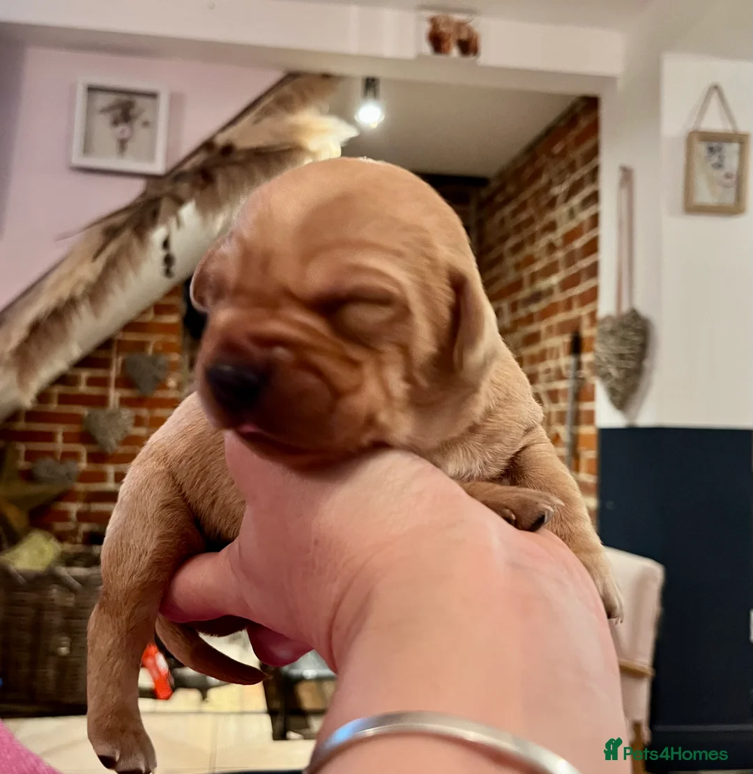 Labrador Retriever dogs for sale:  Fox red Labrador pups for sale, KC registered - Advert 34