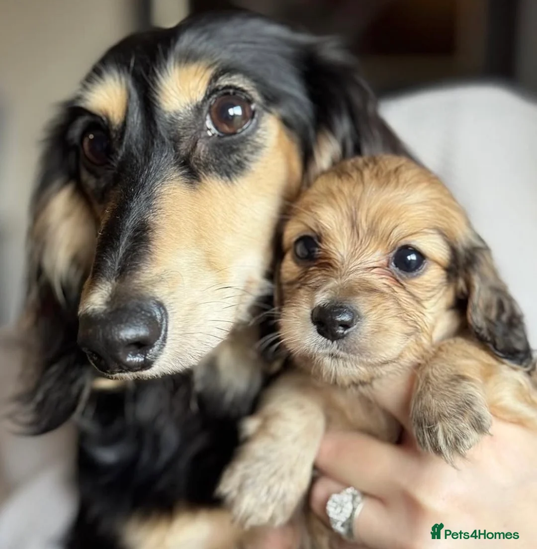 Miniature Dachshund dogs for stud: KC Registered - Health Tested - Proven Stud Dog 🏅 - Advert 24