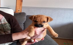 Mixed Breed dogs for sale: Lakeland/patterdale cross Jackchi puppies  - Image 4