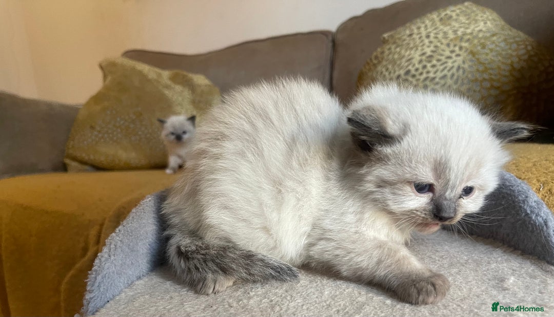 Ragdoll cats for sale: 🎁Gorgeous Ragdoll Kittens-ready from Dec 17th - Advert 7