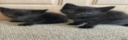 Mixed Breed cats for sale: Gorgeous black kittens  - Advert 1