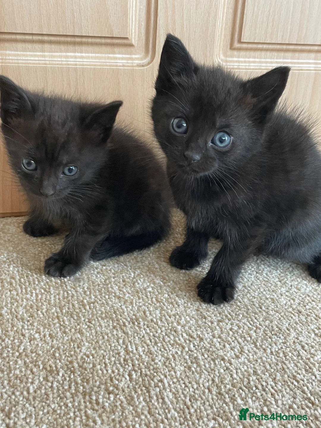 Mixed Breed cats for sale: Gorgeous black kittens  - Advert 1