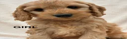 Cockapoo dogs for sale: F1 Cockapoo Puppies Available! - Advert 16