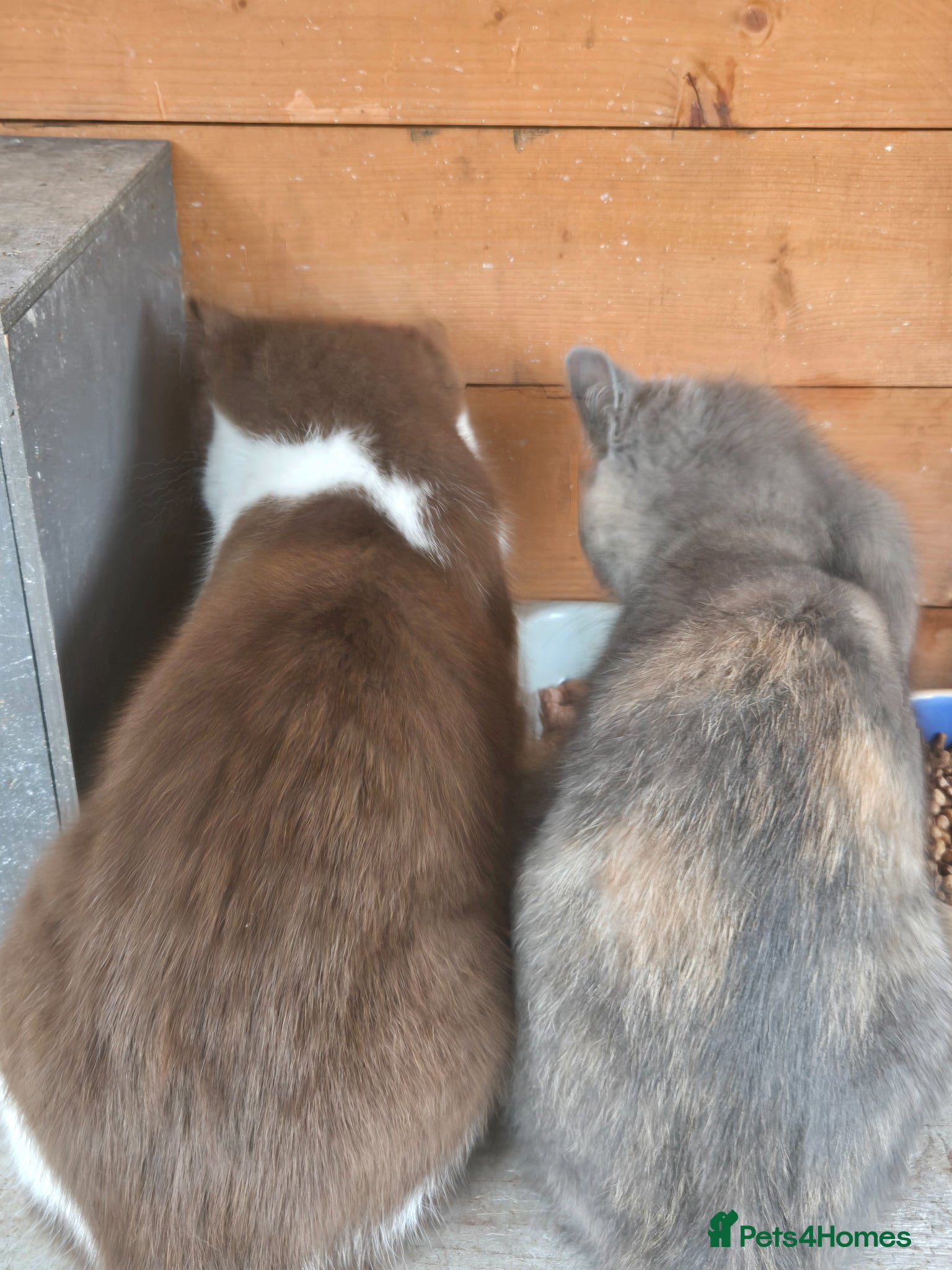 British Shorthair cats for sale: ❤️REDUCED TICA REG❤️ - Advert 8