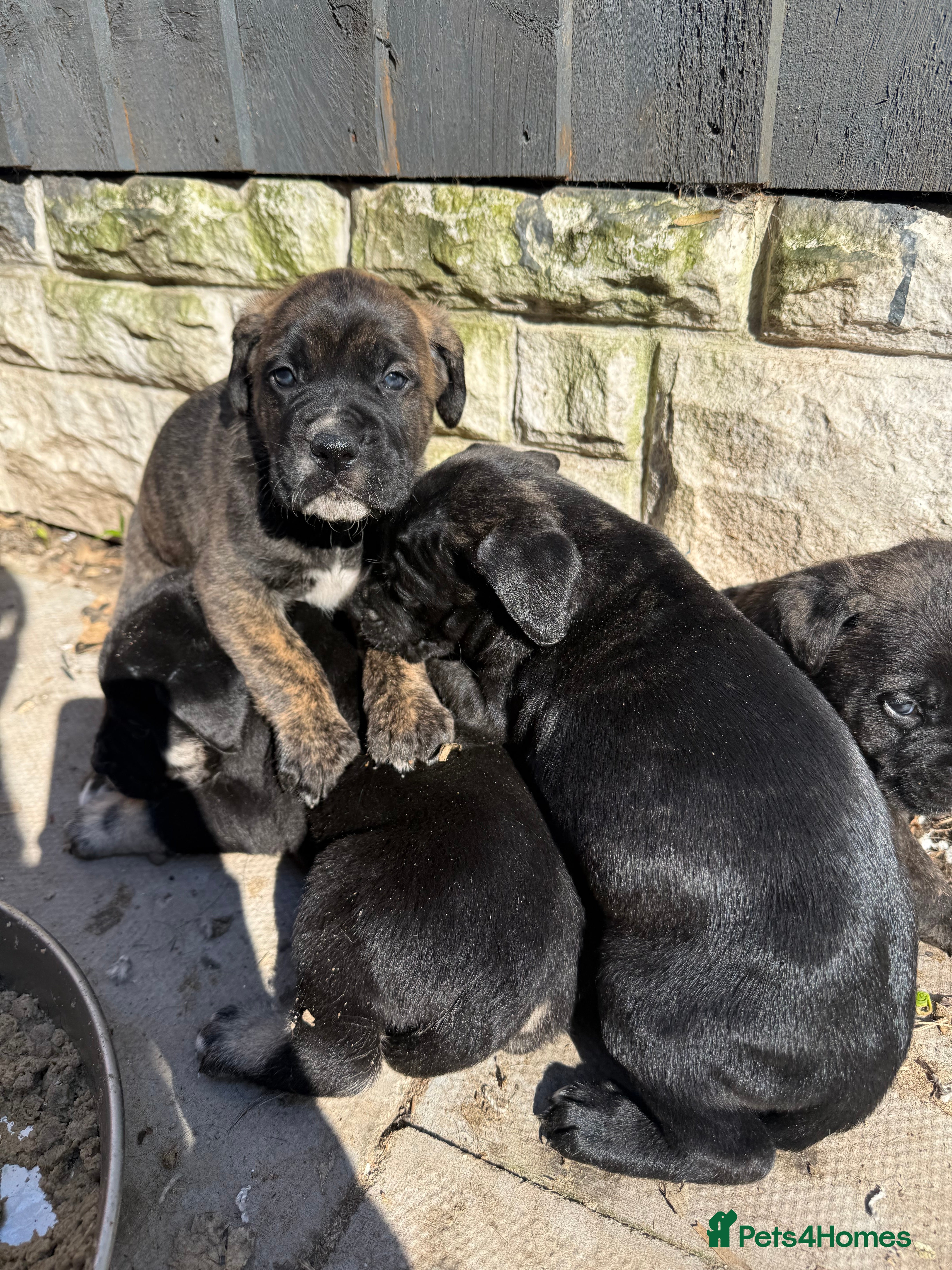 Presa Canario dogs Price reduced quality!! presa Canario pups - Advert 1