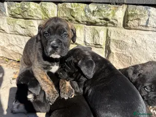 Presa Canario dogs Price reduced quality!! presa Canario pups - Advert 1
