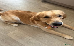 Golden Retriever dogs for sale: Bailey, Golden Retriever Male Just turned 2 - Image 6