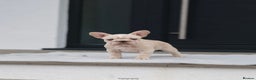 French Bulldog dogs for sale: ✨Two Gorgeous French Bulldog Boys ✨ - Advert 15