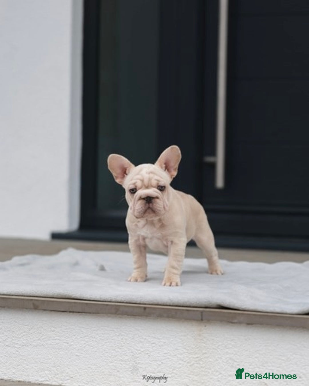 French Bulldog dogs for sale: ✨Two Gorgeous French Bulldog Boys ✨ - Advert 15