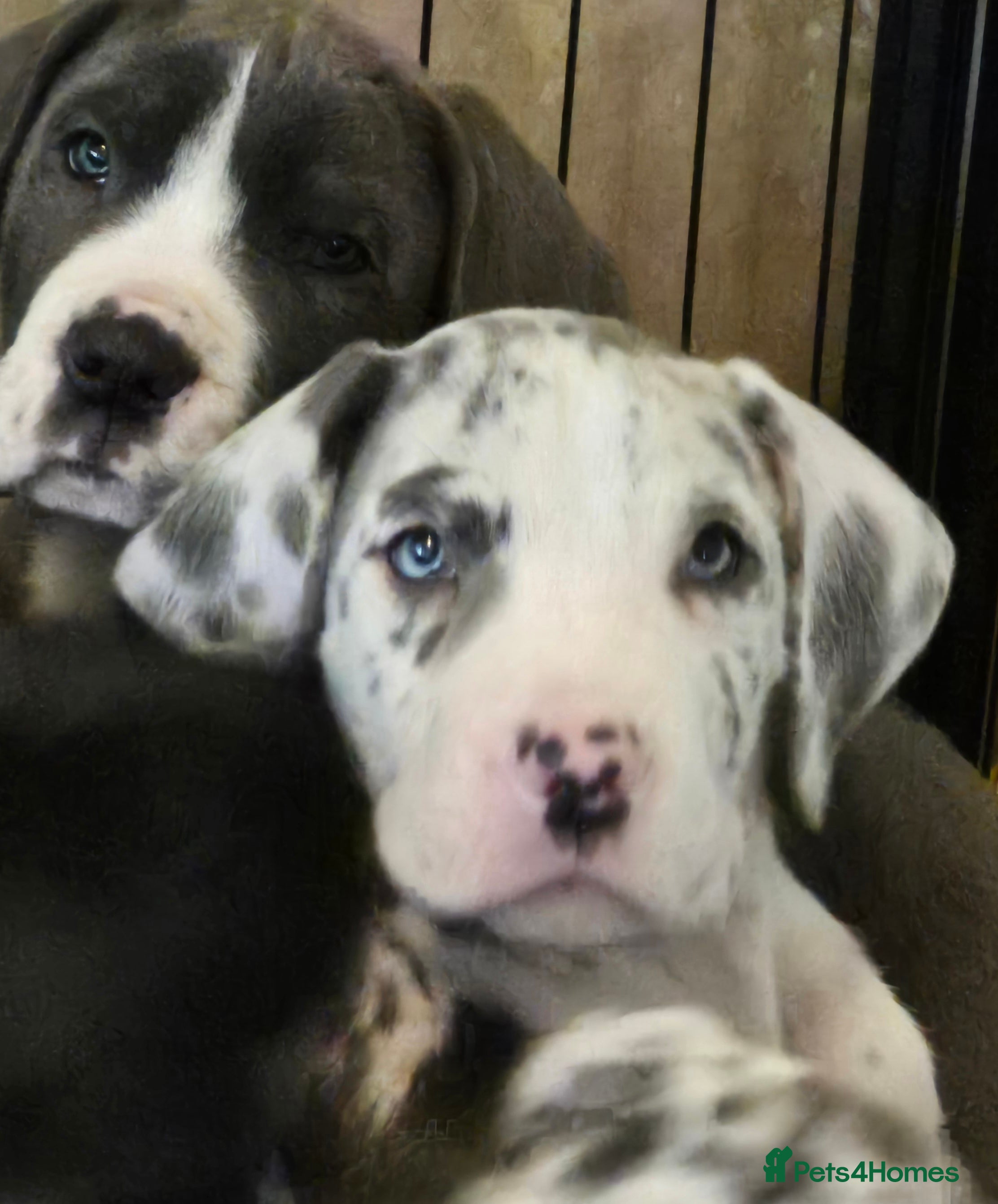 Great Dane dogs READY TO GO! Pedigree Great Dane babies  - Advert 3