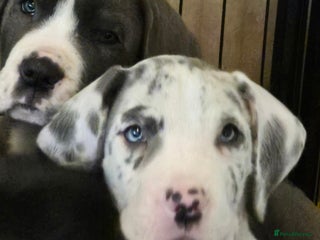 Great Dane dogs READY TO GO! Pedigree Great Dane babies - Advert 2