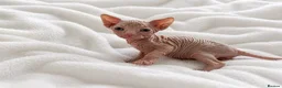 Sphynx cats for sale: Pedigree Sphynx Kittens -TICA- HCM4 N/N - Advert 12